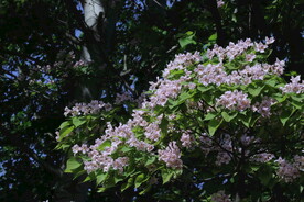 楸树花