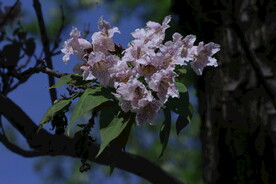 楸树花