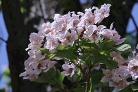 楸树花 