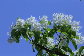 流苏树花 