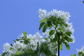 流苏树花