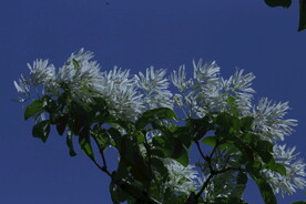流苏树花