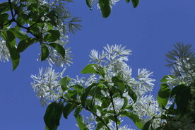 流苏树花