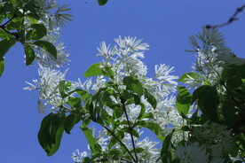 流苏树花