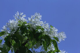 流苏树花