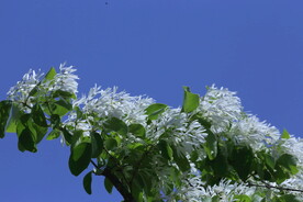 流苏树花
