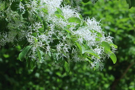 流苏树花 