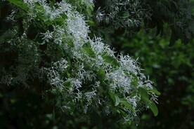 流苏树花 