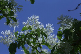 流苏树花 