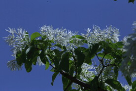 流苏树花