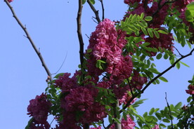 紫槐花 