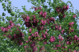 紫槐花 