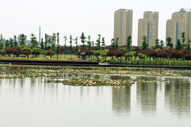 爱莲湖湿地公园风光