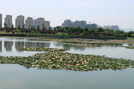 爱莲湖湿地公园