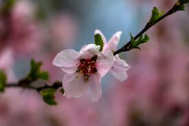 一枝花