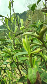 清明茶尖