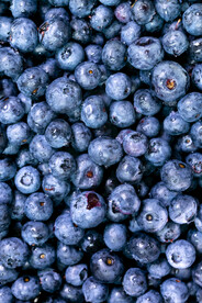 蓝莓图片 新鲜水果
