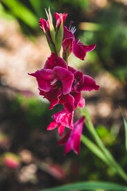 唐菖莆