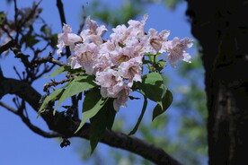 楸树花 