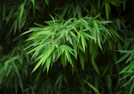 竹叶摄影