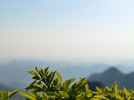 树叶 蓝天