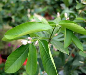 柠檬花