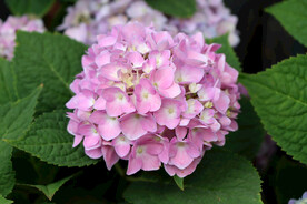 粉色绣球花特写