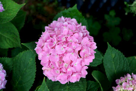 粉色绣球花特写