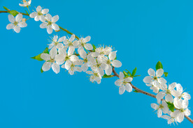 白色小花