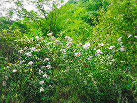 染井吉野樱