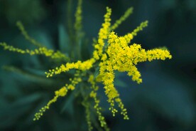 一枝黄花