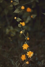 重瓣棣棠花