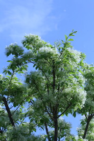 流苏树花 