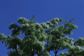 流苏树花 