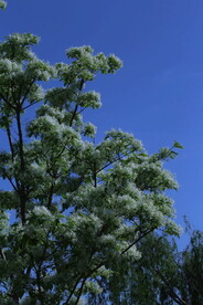 流苏树花