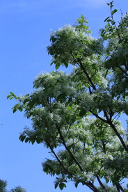 流苏树花 