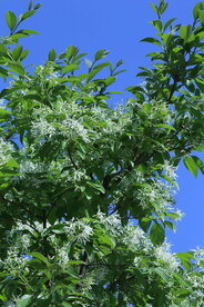 流苏树花 