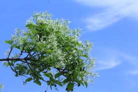 流苏树花