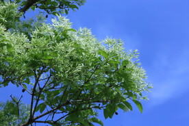 流苏树花 
