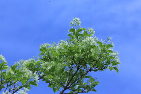 流苏树花 