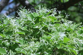 流苏树花