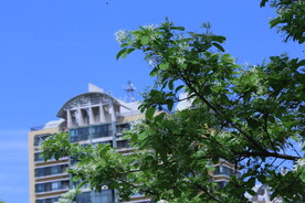 流苏树花