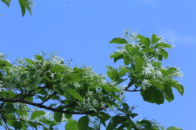 流苏树花 