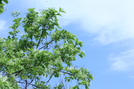 流苏树花