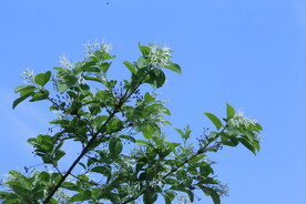 流苏树花