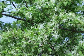 流苏树花 