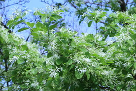 流苏树花
