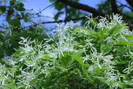 流苏树花