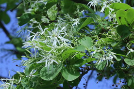 流苏树花