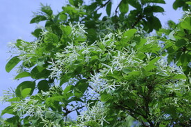 流苏树花